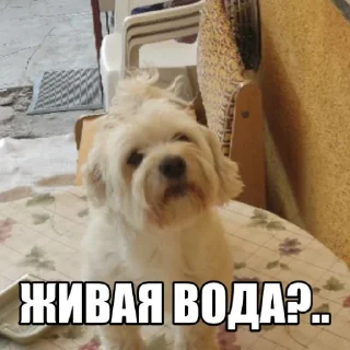 😱 emoji Dog's Bob's 🇺🇦 Telegram sticker 9 of 47
