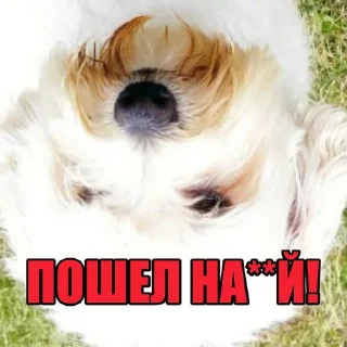 😠 emoji Dog's Bob's 🇺🇦 Telegram sticker 5 of 47