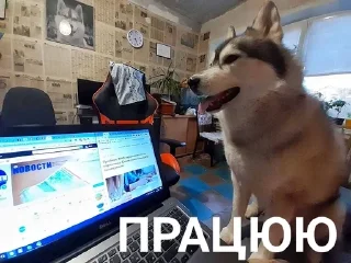 Sticker from Хаскі