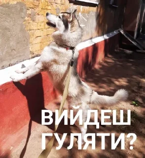 😜 emoji Хаскі Telegram sticker 18 of 30