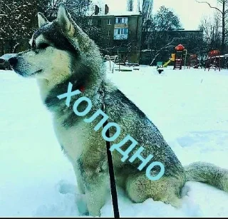 Sticker from Хаскі