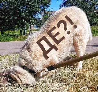 🤔 emoji Хаскі Telegram sticker 8 of 30