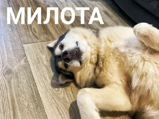 🥰 emoji Хаскі Telegram sticker 15 of 30
