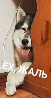 Sticker from Хаскі