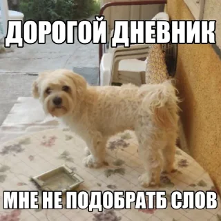 😶 emoji Dog's Bob's 🇺🇦 Telegram sticker 11 of 47