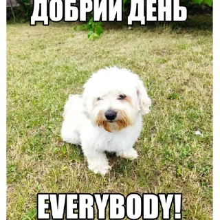 🙋 emoji Dog's Bob's 🇺🇦 Telegram sticker 1 of 47