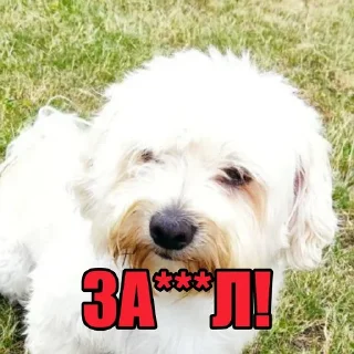 😡 emoji Dog's Bob's 🇺🇦 Telegram sticker 4 of 47