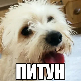 🤣 emoji Dog's Bob's 🇺🇦 Telegram sticker 13 of 47