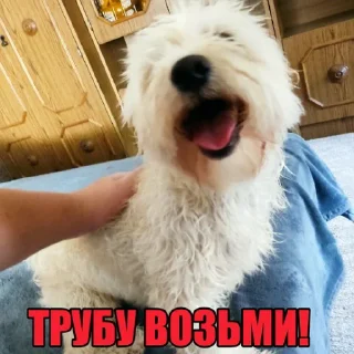 ❗ emoji Dog's Bob's 🇺🇦 Telegram sticker 16 of 47