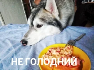 🍕 emoji Хаскі Telegram sticker 23 of 30