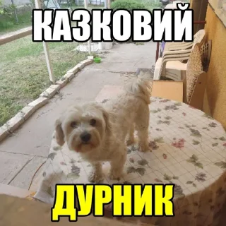 🙎 emoji Dog's Bob's 🇺🇦 Telegram sticker 10 of 47