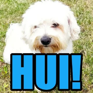 😅 emoji Dog's Bob's 🇺🇦 Telegram sticker 7 of 47