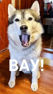 😍 emoji Хаскі Telegram sticker 13 of 30