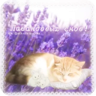 Sticker from http://t.me/addstickers/Goodni