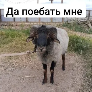 😡 emoji Некки рабы by @offstikbot Telegram sticker 24 of 90