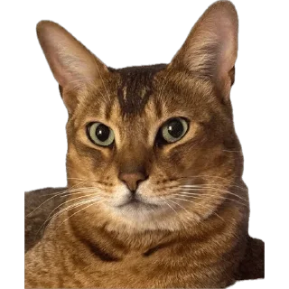 Sticker from SIMBATHECAT