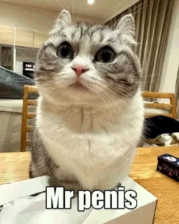 Sticker from Mr Penis