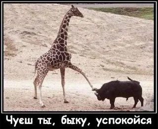 🤨 emoji закарпаття стікер пак Telegram sticker 7 of 72