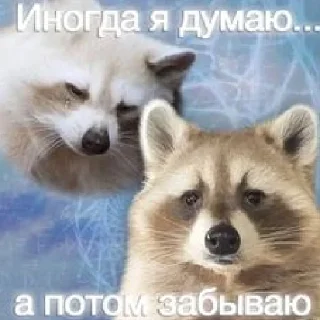 Sticker from Енотусы и их друзья