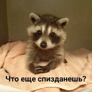 🌟 emoji 𓆩котики-хуетики𓆪 Telegram sticker 24 of 118