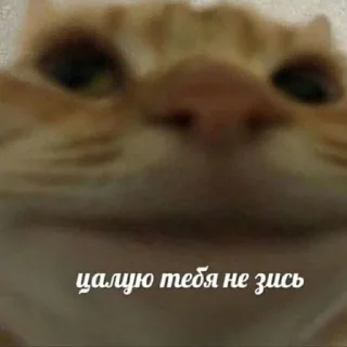 🌟 emoji 𓆩котики-хуетики𓆪 Telegram sticker 7 of 118