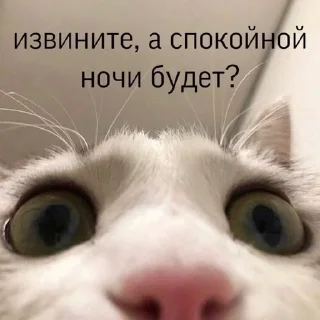 🌟 emoji 𓆩котики-хуетики𓆪 Telegram sticker 1 of 118