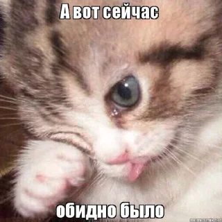 🌟 emoji 𓆩котики-хуетики𓆪 Telegram sticker 5 of 118
