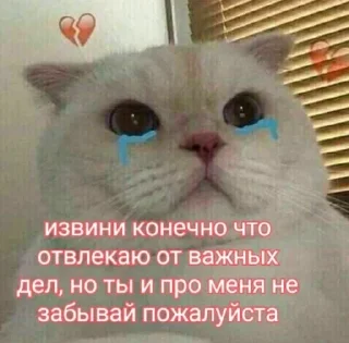 🌟 emoji 𓆩котики-хуетики𓆪 Telegram sticker 23 of 118