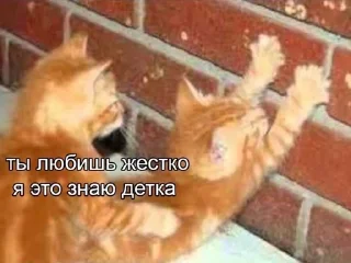🌟 emoji 𓆩котики-хуетики𓆪 Telegram sticker 17 of 118