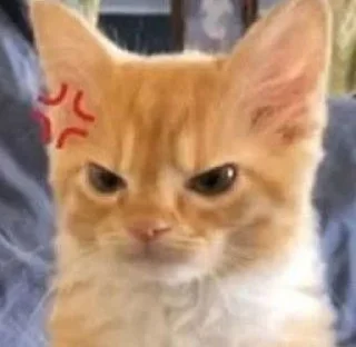 🌟 emoji 𓆩котики-хуетики𓆪 Telegram sticker 11 of 118