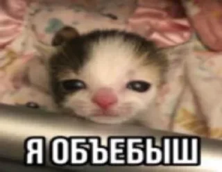 Sticker from на все случаи жизни
