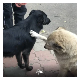 🤧 emoji 9 кв aka opg nayobery Telegram sticker 5 of 45