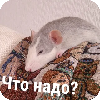 🧵 emoji Крысы🐀 Telegram sticker 6 of 104