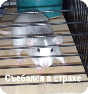 🌟 emoji Крысы🐀 Telegram sticker 16 of 104