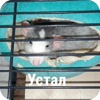 🤘 emoji Крысы🐀 Telegram sticker 8 of 104