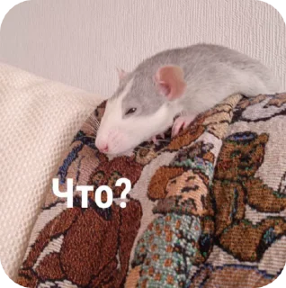 🌟 emoji Крысы🐀 Telegram sticker 7 of 104