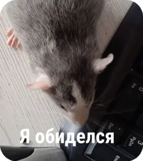 Sticker from Крысы🐀