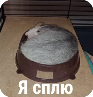 Sticker from Крысы🐀