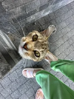 Sticker from Pyatka kot