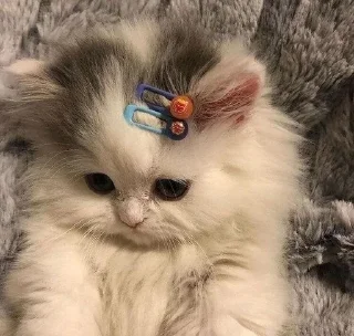 Sticker from Cute cat's