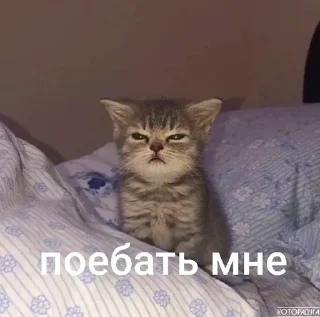 Sticker from cats