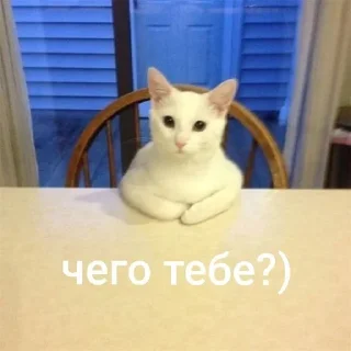 Sticker from cats