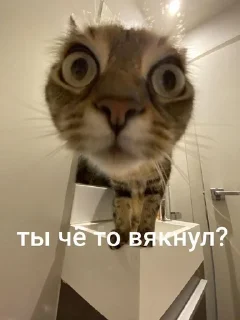 Sticker from cats