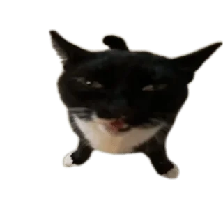 🐱 emoji ухотрясник (@chainiypt и @yxotryas) Telegram sticker 1 of 120