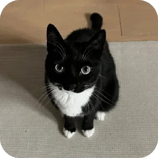 🐱 emoji ухотрясник (@chainiypt и @yxotryas) Telegram sticker 7 of 120