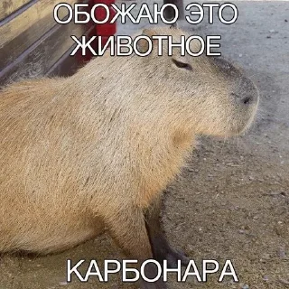 🐈 emoji Избранное от MaLiNa_dev Telegram sticker 13 of 13