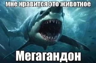 🦈 emoji Избранное от MaLiNa_dev Telegram sticker 11 of 13