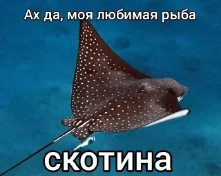 🐟 emoji Избранное от MaLiNa_dev Telegram sticker 12 of 13