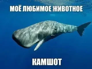 🐋 emoji Избранное от MaLiNa_dev Telegram sticker 5 of 13