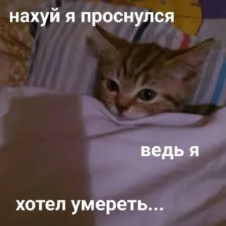 Sticker from КОтИки